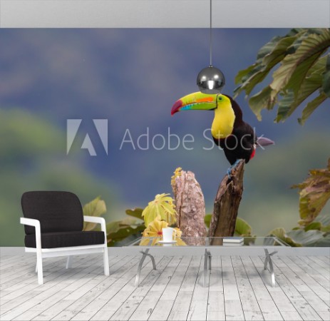 Picture of Small Space But SpecialA beautiful Keel-billed Toucan in a tree near our home in rural Costa Rica  Photographed live in the jungle Cloud Forest